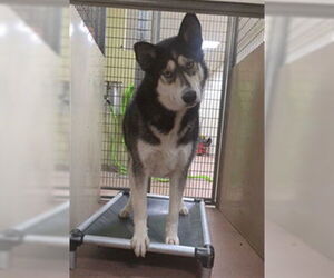 Siberian Husky Dogs for adoption in Ogden, UT, USA