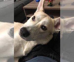 Labrador Retriever-Siberian Husky Mix Dogs for adoption in Pasadena, TX, USA