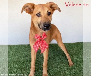 Mutt Dogs for adoption in San Diego, CA, USA