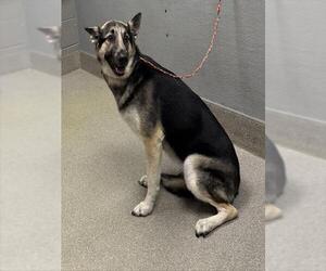 German Shepherd Dog-Huskies  Mix Dogs for adoption in Las Vegas, NV, USA