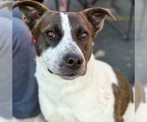 Pointer-Unknown Mix Dogs for adoption in Canton, CT, USA