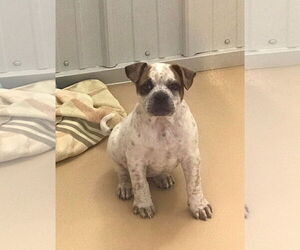 Mutt Dogs for adoption in Flora, IL, USA