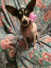 Rat Terrier Dogs for adoption in Tomball, TX, USA