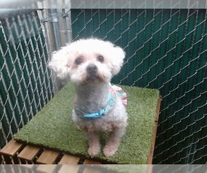 Maltese-Unknown Mix Dogs for adoption in Downey, CA, USA