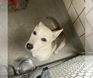 German Shepherd Dog-Unknown Mix Dogs for adoption in Pasadena, TX, USA