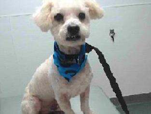 Poodle (Miniature) Dogs for adoption in Bellevue, WA, USA
