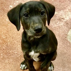 Sheprador Dogs for adoption in Brownsboro, AL, USA