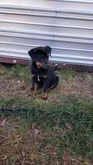 Dachshund Dogs for adoption in Conway, AR, USA