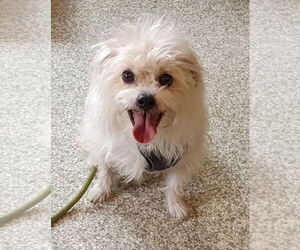 Shih Tzu-Unknown Mix Dogs for adoption in St. Louis Park, MN, USA