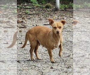 Chihuahua-Unknown Mix Dogs for adoption in San Antonio, TX, USA
