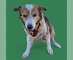 English Shepherd Dogs for adoption in Bakersfield, CA, USA