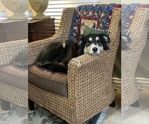 Border Collie-Collie Mix Dogs for adoption in Pueblo West, CO, USA