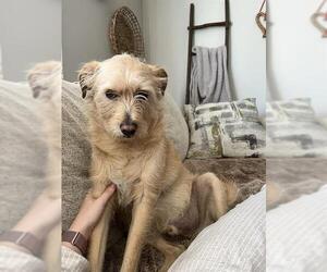 Mutt Dogs for adoption in San Antonio, TX, USA