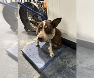 Australian Cattle Dog-Unknown Mix Dogs for adoption in Bakersfield, CA, USA