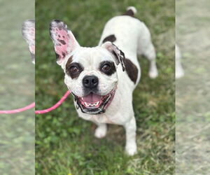 Bulldog-Unknown Mix Dogs for adoption in Virginia Beach, VA, USA