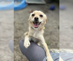 Pomeranian-Unknown Mix Dogs for adoption in Mukwonago, WI, USA