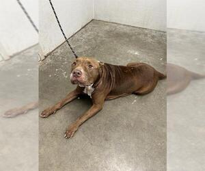 American Bulldog-Unknown Mix Dogs for adoption in Rosenberg, TX, USA