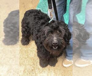 Labradoodle Dogs for adoption in Dana Point, CA, USA