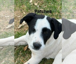 Mutt Dogs for adoption in NEWPORT NH, NH, USA