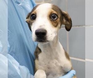 Chihuahua-Unknown Mix Dogs for adoption in San Antonio, TX, USA