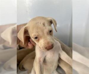 Labrador Retriever-Unknown Mix Dogs for adoption in Houston, TX, USA