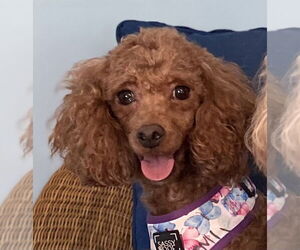 Maltipoo Dogs for adoption in Pacolet, SC, USA