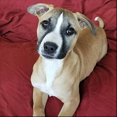 Medium Photo #1 Boxer-Unknown Mix Puppy For Sale in Shreveport, LA, USA