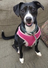 Boglen Terrier Dogs for adoption in Wilmington, DE, USA