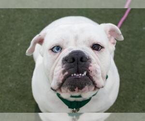 Bulldog Dogs for adoption in Salem, MA, USA