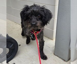 Mutt Dogs for adoption in Waterford, VA, USA