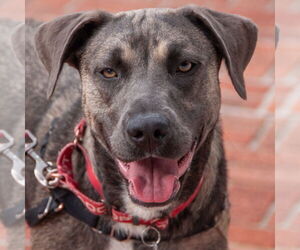 Bulldog-German Shepherd Dog Mix Dogs for adoption in San Jose, CA, USA