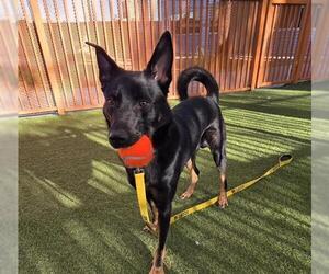 Shepweiller Dogs for adoption in Las Vegas, NV, USA