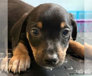 Chihuahua-Unknown Mix Dogs for adoption in Washington, DC, USA
