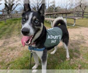 Siberian Husky-Unknown Mix Dogs for adoption in Santa Rosa, CA, USA