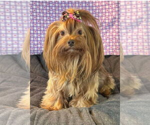 Mutt Dogs for adoption in Bon Carbo, CO, USA