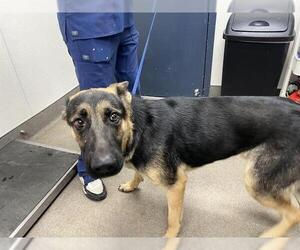 German Shepherd Dog Dogs for adoption in HESPERIA, CA, USA