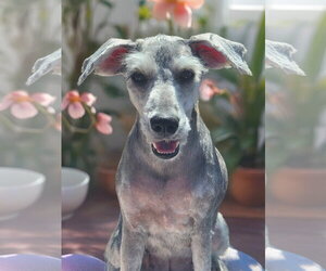 Mutt Dogs for adoption in Phelan, CA, USA