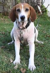 Beagle-Unknown Mix Dogs for adoption in Menominee, MI, USA