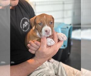 American Pit Bull Terrier Dogs for adoption in Denver, CO, USA
