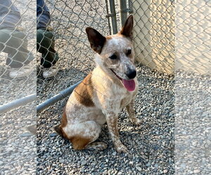 Mutt Dogs for adoption in Emmett, ID, USA