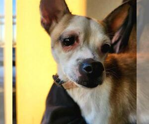 Chihuahua-Unknown Mix Dogs for adoption in San Antonio, TX, USA