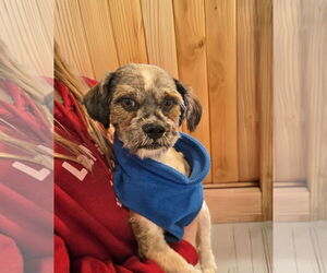 Shih Tzu-Unknown Mix Dogs for adoption in Unionville, PA, USA