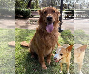 Chihuahua Dogs for adoption in Newport Beach, CA, USA