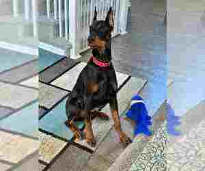 Doberman Pinscher Dogs for adoption in Aurora, OH, USA