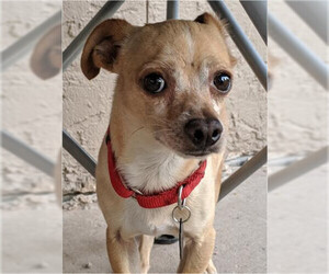 Chihuahua-Unknown Mix Dogs for adoption in Canutillo, TX, USA