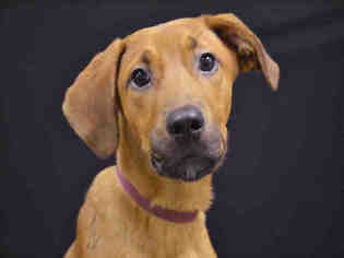 Redbone Coonhound Dogs for adoption in Lee's Summit, MO, USA