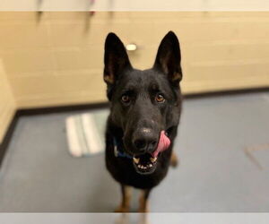 German Shepherd Dog Dogs for adoption in Denver, CO, USA