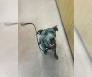 American Pit Bull Terrier-Unknown Mix Dogs for adoption in Ogden, UT, USA