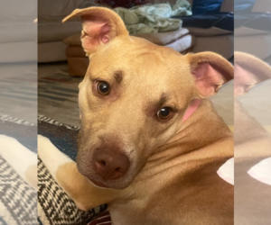 Mutt Dogs for adoption in Decatur, GA, USA