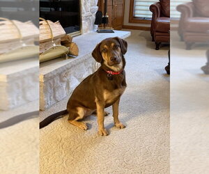 Labrador Retriever-Unknown Mix Dogs for adoption in Genesee, WI, USA